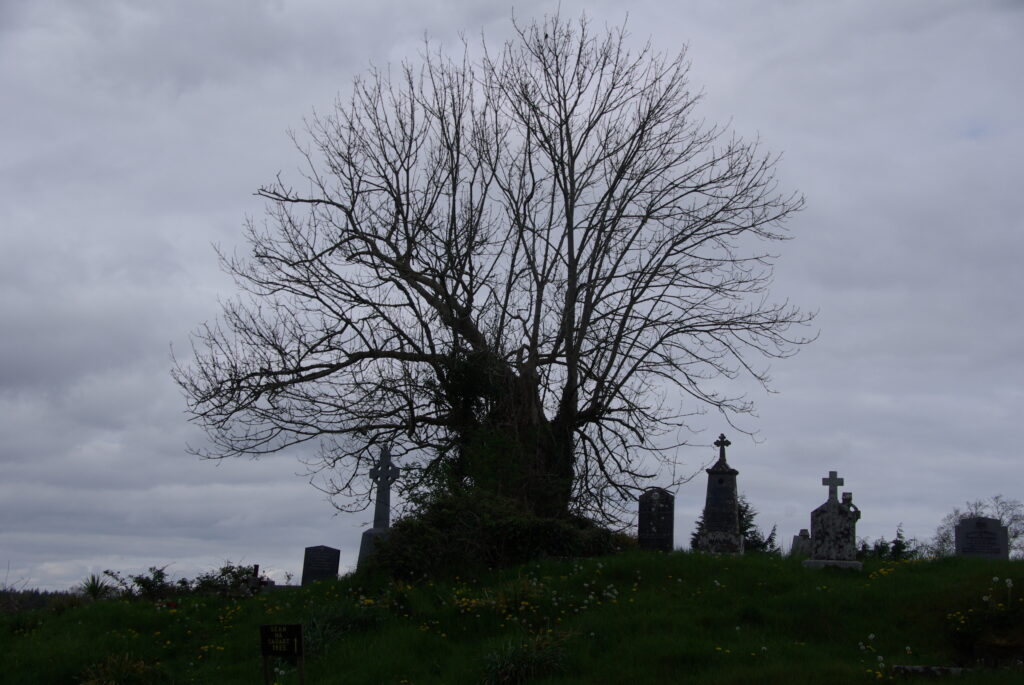 A photograph of the  “Seán na Sagart tree”, located on the grounds of Ballintubber Abbey. Credit: Deming Sherman